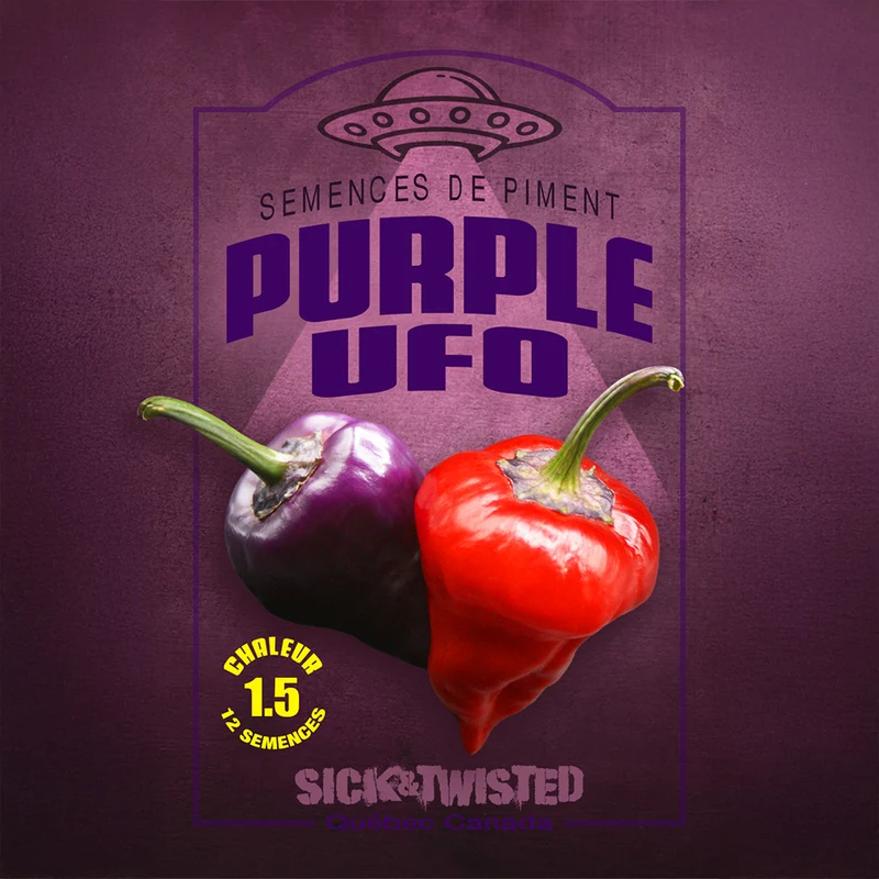 Piment fort ‘UFO Purple’ ( Capsicum annuum )