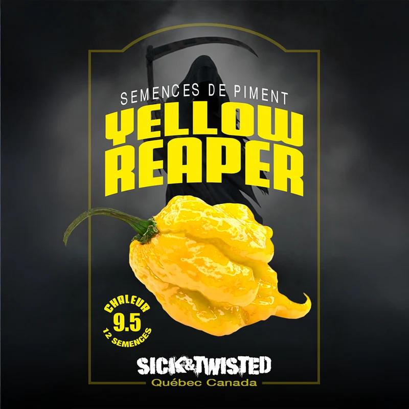 Piment fort ‘Reaper Jaune’ ( Capsicum chinense )