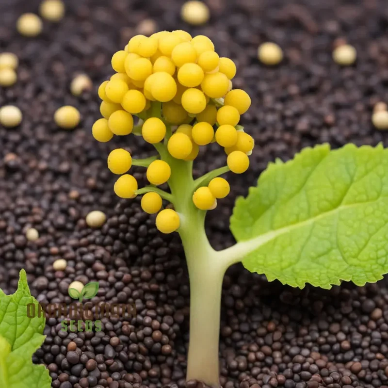 Brown Whole Mustard Vegetable Seeds for Planting - Ideal for Gardening Enthusiasts