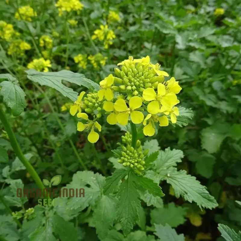 Brown Whole Mustard Vegetable Seeds for Planting - Ideal for Gardening Enthusiasts
