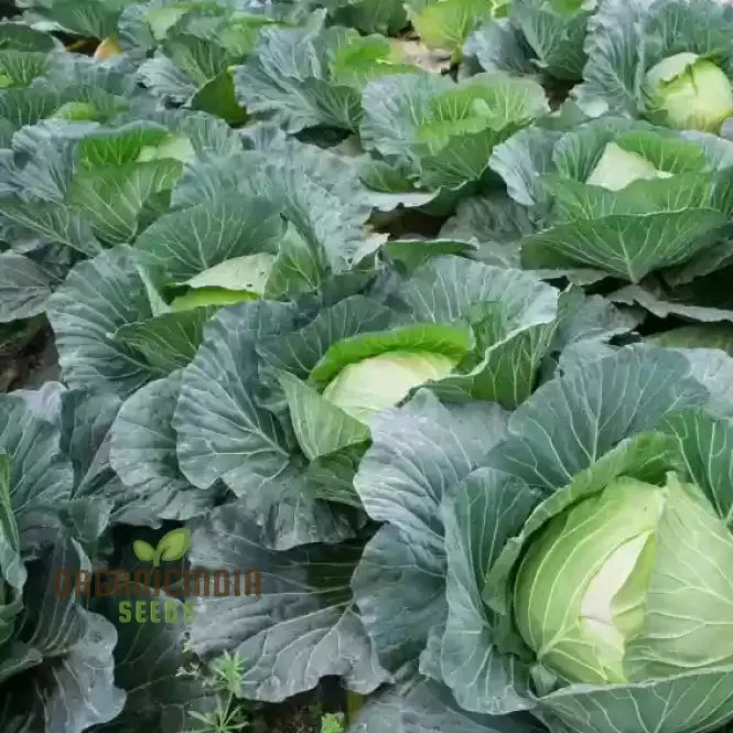 Premium Cabbage Seeds, Cultivate Your Garden for Fresh, Garden-to-Table Delights