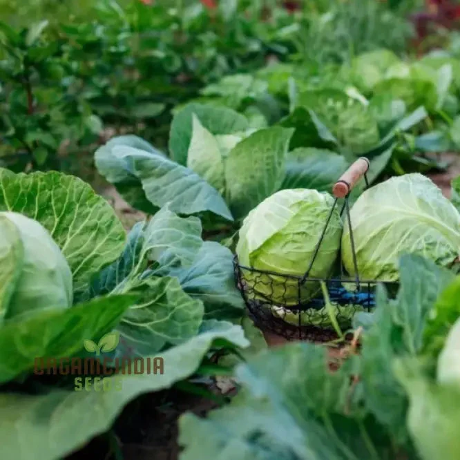 Premium Cabbage Seeds, Cultivate Your Garden for Fresh, Garden-to-Table Delights