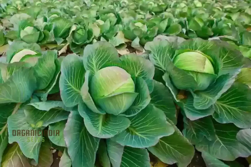 Premium Cabbage Seeds, Cultivate Your Garden for Fresh, Garden-to-Table Delights