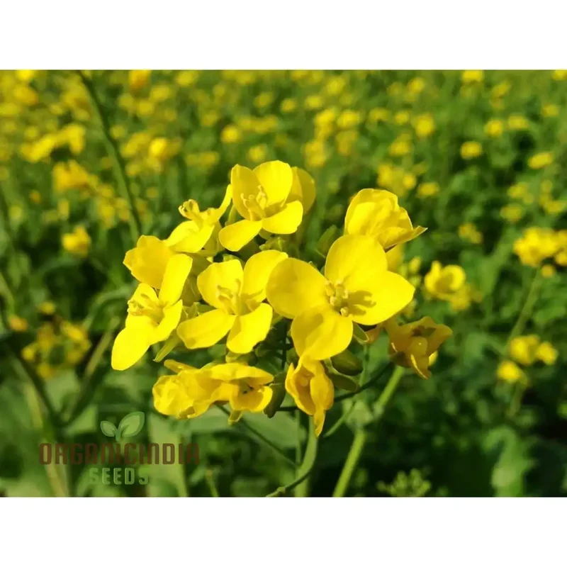 Yellow Mustard Vegetable Seeds for Planting - Perfect for Gardening Enthusiasts - High-Quality, Non-GMO Seeds for a Thriving Vegetable Garden