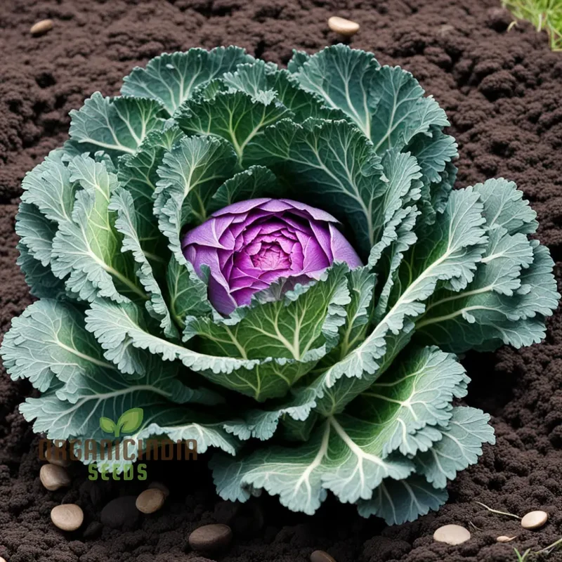 Ornamental Cabbage Seeds, Elevate Your Garden's Beauty Plant for a Burst of Vibrant Colors and Elegance