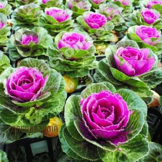 Ornamental Cabbage Seeds, Elevate Your Garden's Beauty Plant for a Burst of Vibrant Colors and Elegance