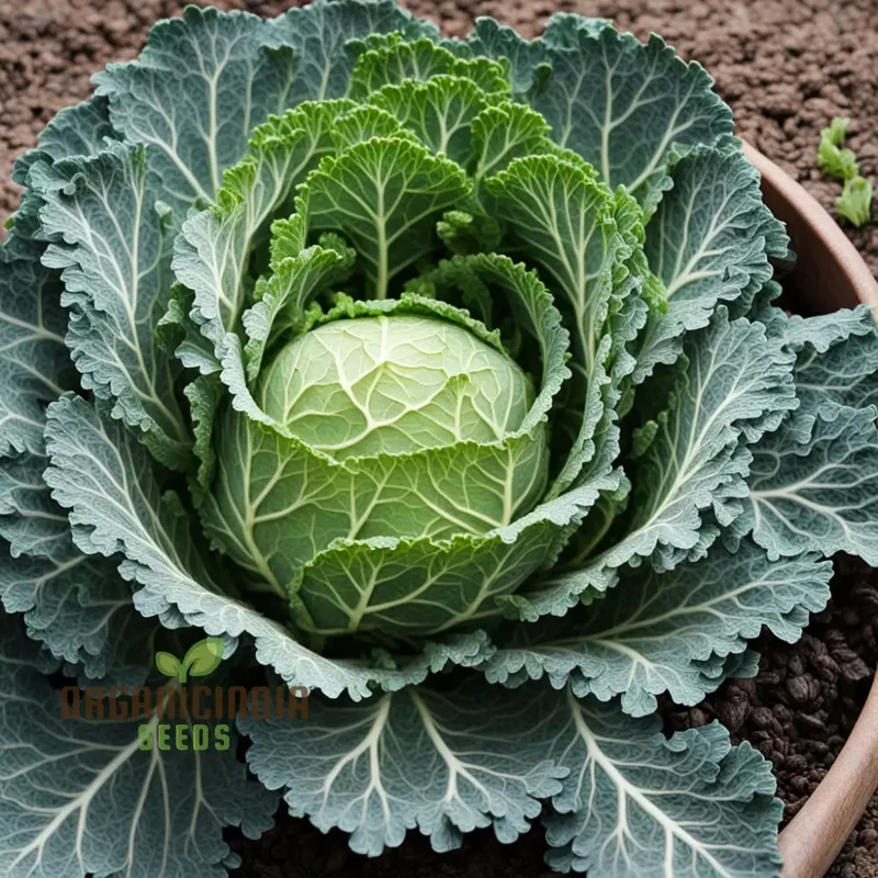 Ornamental Cabbage Seeds, Elevate Your Garden's Beauty Plant for a Burst of Vibrant Colors and Elegance