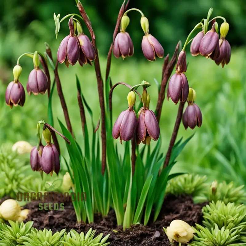 Bulb Fritillaria persica, Plum Bells One of most gorgeous looking flower