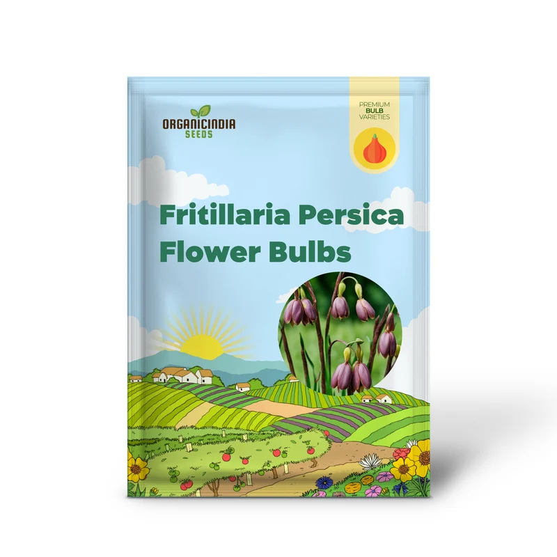 Bulb Fritillaria persica, Plum Bells One of most gorgeous looking flower