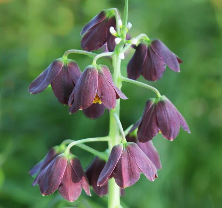 Bulb Fritillaria persica, Plum Bells One of most gorgeous looking flower