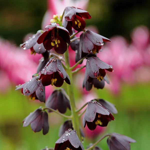 Bulb Fritillaria persica, Plum Bells One of most gorgeous looking flower