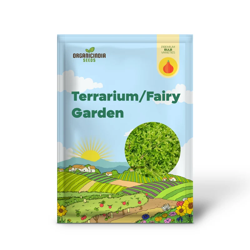 Selaginella kraussiana Aurea Terrarium, Fairy Garden (3 Bulbs for Planting)