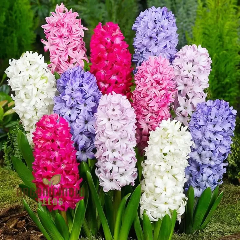 Mixed Hyacinth Bulbs For Planting ( 3 Bulbs for Planting)
