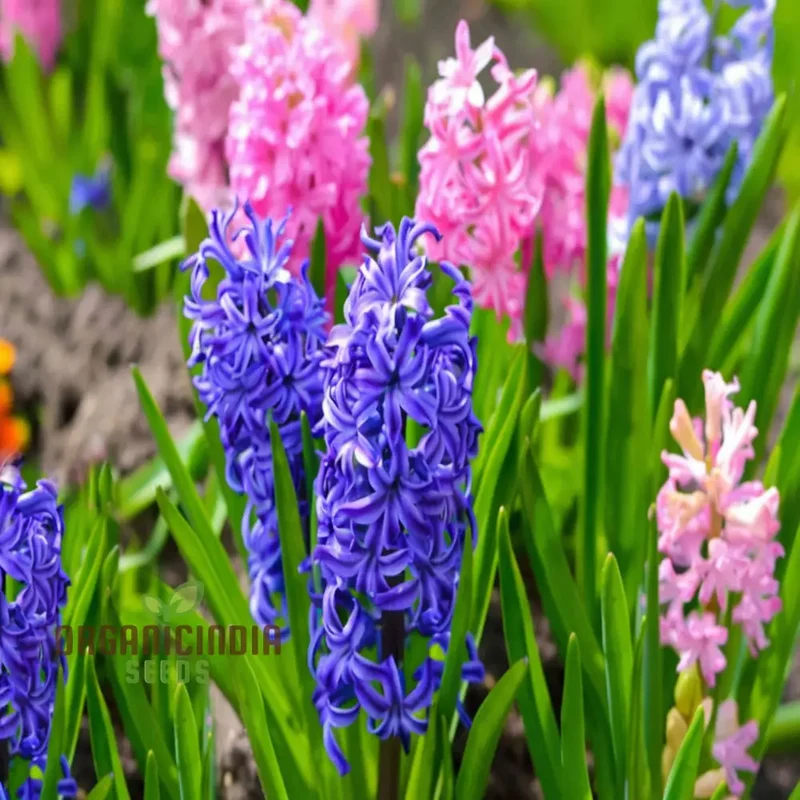 Mixed Hyacinth Bulbs For Planting ( 3 Bulbs for Planting)