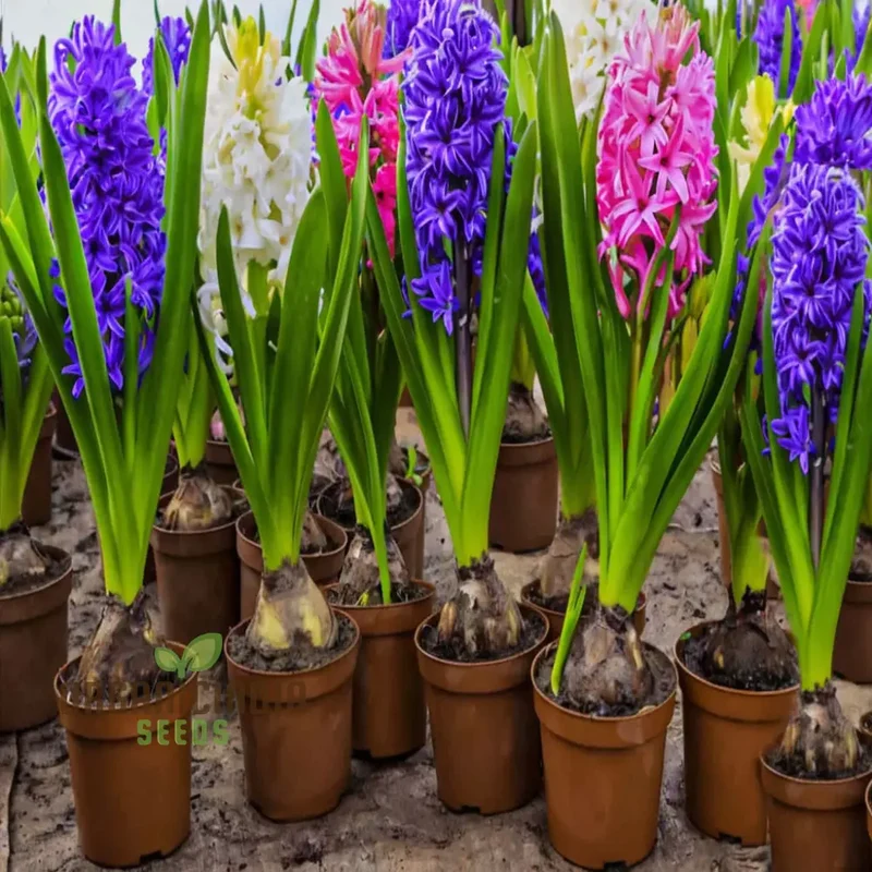 Mixed Hyacinth Bulbs For Planting ( 3 Bulbs for Planting)