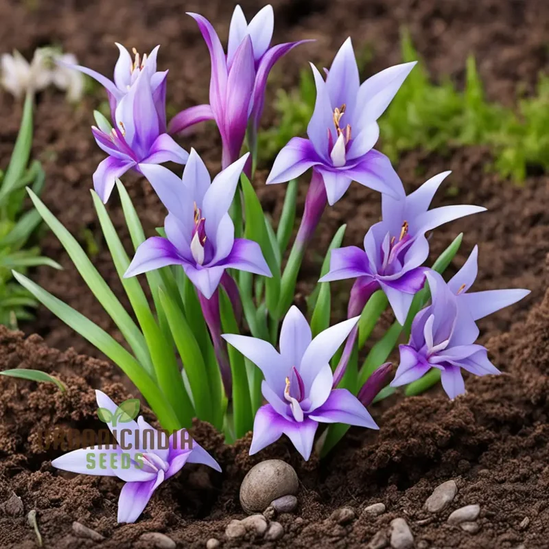 Ixia Exotic Flower Bulbs, Great for Borders or Containers (3 Bulbs for Planting)