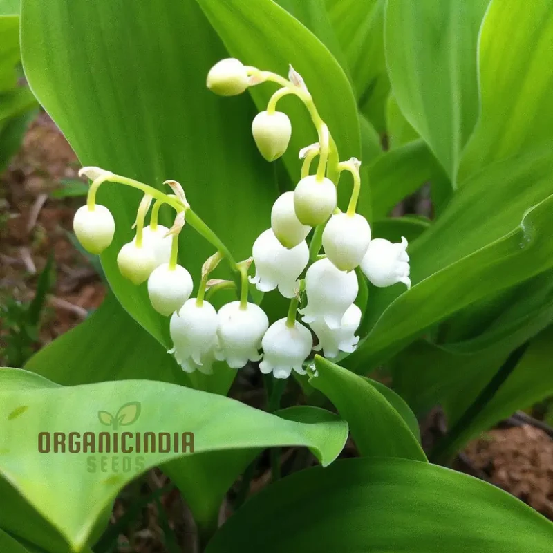 Lilies of The Valley Bulbs, Lily of The Valley Plants, Lily Flower Bulbs for Planting Perennial Bareroots Outdoor Garden (3 Bulbs for Planting)