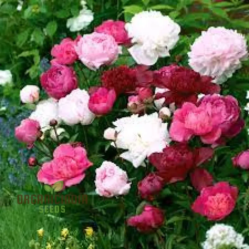 Mixed Peony Bulbs, Value Bag - Freshly Dug Peony Flower Bulbs (3 Bulbs for Planting)
