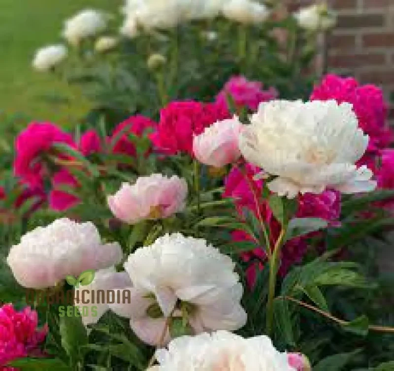 Mixed Peony Bulbs, Value Bag - Freshly Dug Peony Flower Bulbs (3 Bulbs for Planting)