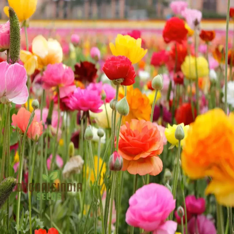 Buttercup Mixed Perennial Flower Bulbs, Magnificent Brightly Colored Double Blossom Rose Like Flowers (3 Bulbs for Planting)