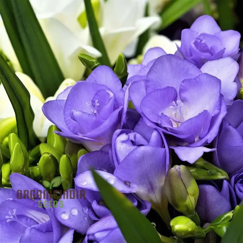 Freesia Single Blue Plant Bulbs for Gardening, Fragrant Single Form Blue Violet Freesia (3 Bulbs for Planting)
