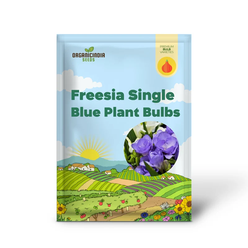 Freesia Single Blue Plant Bulbs for Gardening, Fragrant Single Form Blue Violet Freesia (3 Bulbs for Planting)