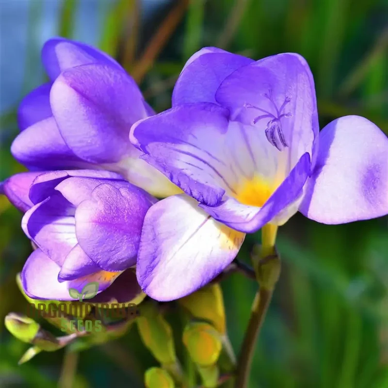 Freesia Single Blue Plant Bulbs for Gardening, Fragrant Single Form Blue Violet Freesia (3 Bulbs for Planting)