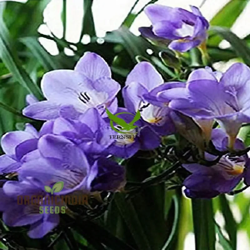Freesia Single Blue Plant Bulbs for Gardening, Fragrant Single Form Blue Violet Freesia (3 Bulbs for Planting)