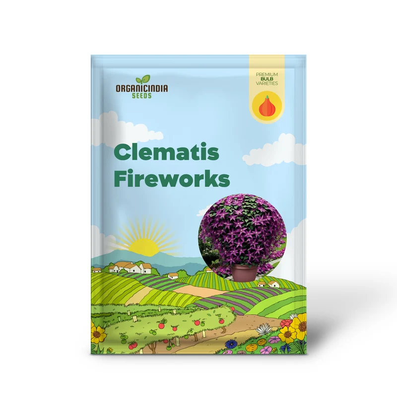 Clematis Fireworks, Starter Plants Ready for The Garden, Beautiful Deep Pink and Purple Flowering Vine (3 Bulbs for Planting)