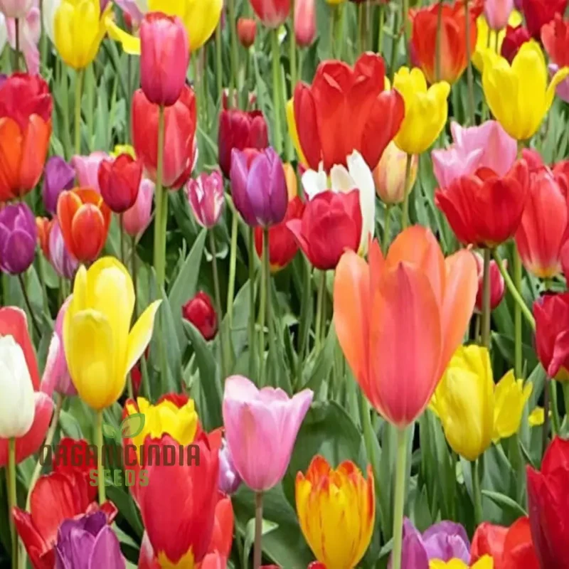 Species Tulip Winsome Wildings Mix (3 Bulbs For Planting)