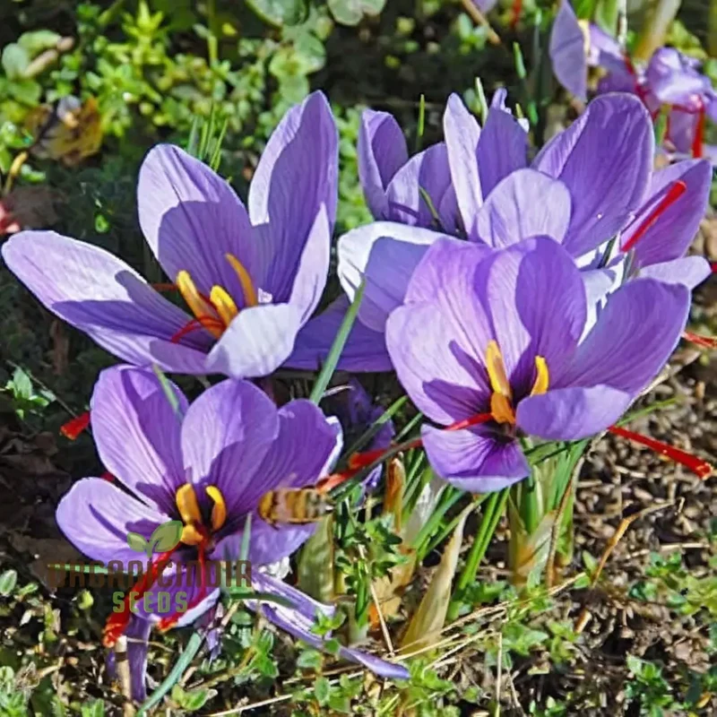 Saffron Flower bulbs, Crocus Sativus Corms (3 Bulbs for Planting)