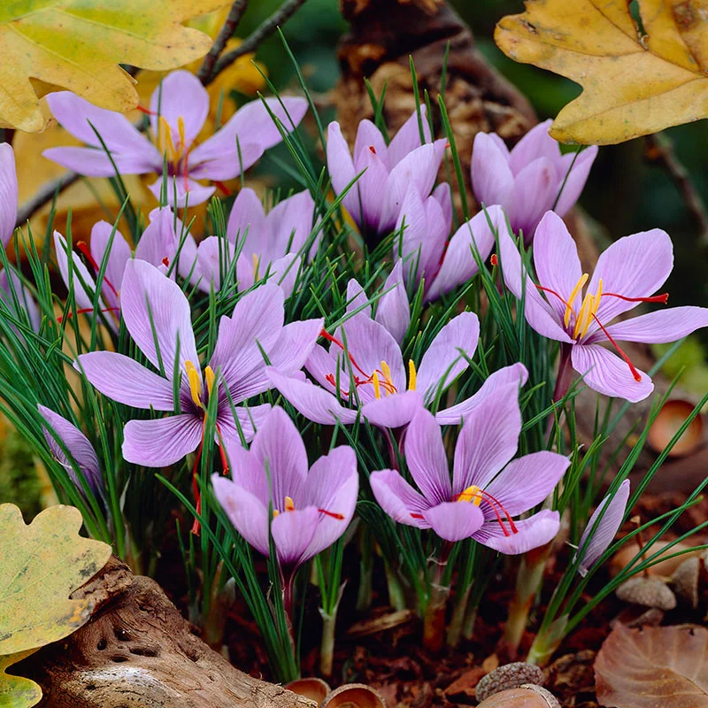 Saffron Flower bulbs, Crocus Sativus Corms (3 Bulbs for Planting)