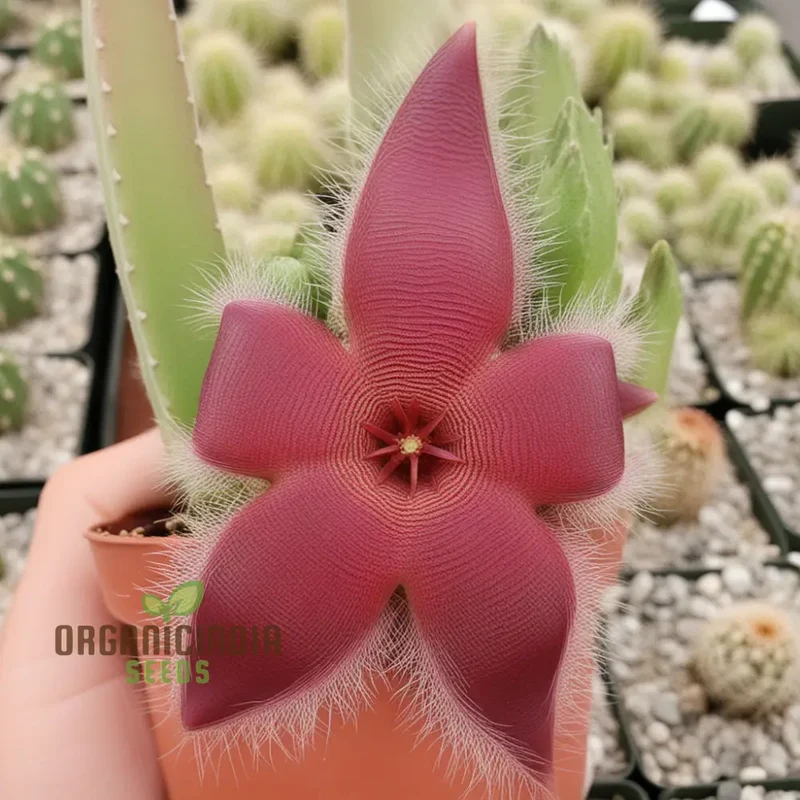 Stapelia Pulchella & Lithops Mix Succulent flower Seeds, Rare and Exotic Varieties for Your Succulent Collection High-Quality Seeds