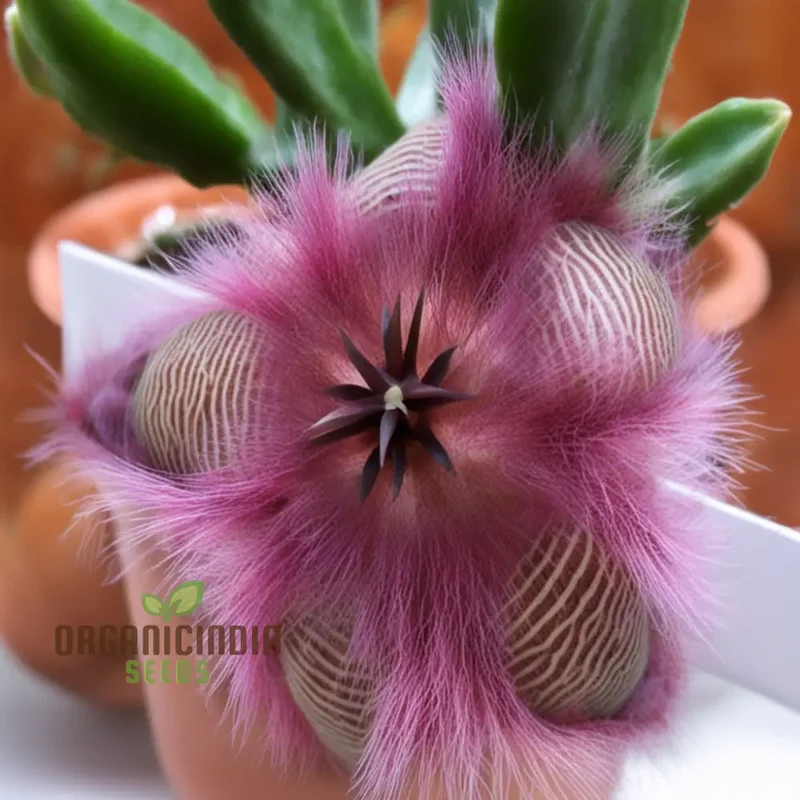 Stapelia Pulchella & Lithops Mix Succulent flower Seeds, Rare and Exotic Varieties for Your Succulent Collection High-Quality Seeds
