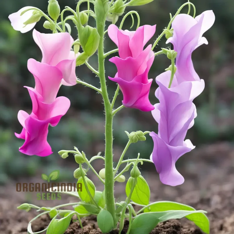Sweet Pea Heaven Scent Mixed Flower Seeds, Fragrant Blooms for Heavenly Gardens
