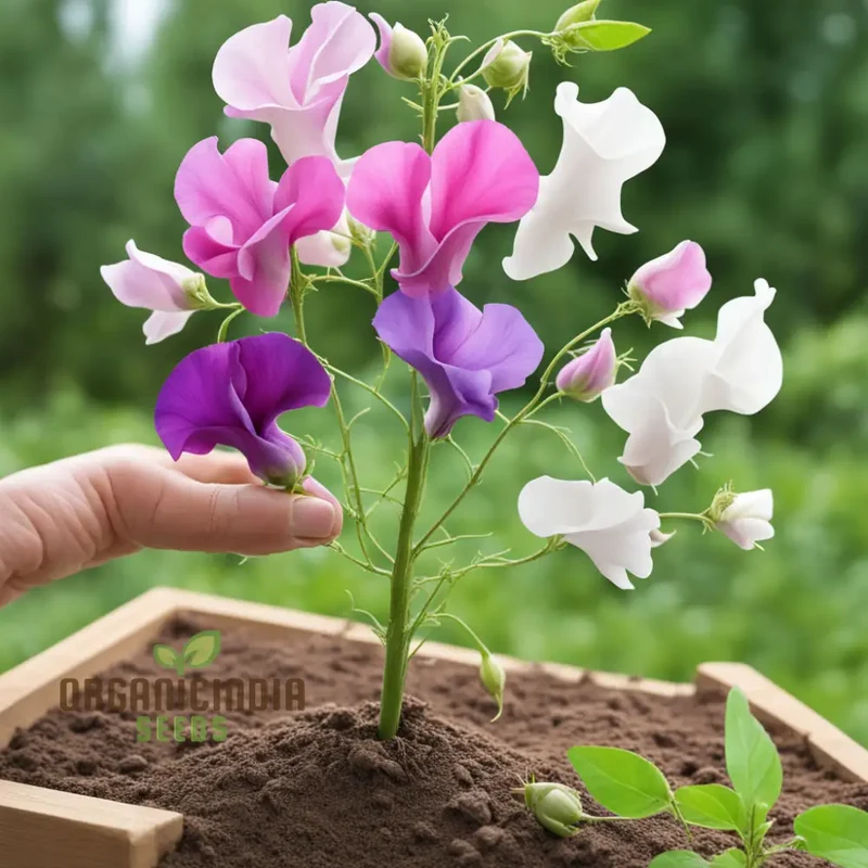Sweet Pea Heaven Scent Mixed Flower Seeds, Fragrant Blooms for Heavenly Gardens