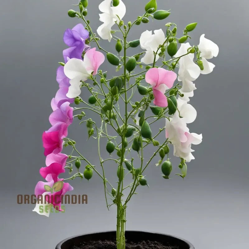 Sweet Pea Heaven Scent Mixed Flower Seeds, Fragrant Blooms for Heavenly Gardens