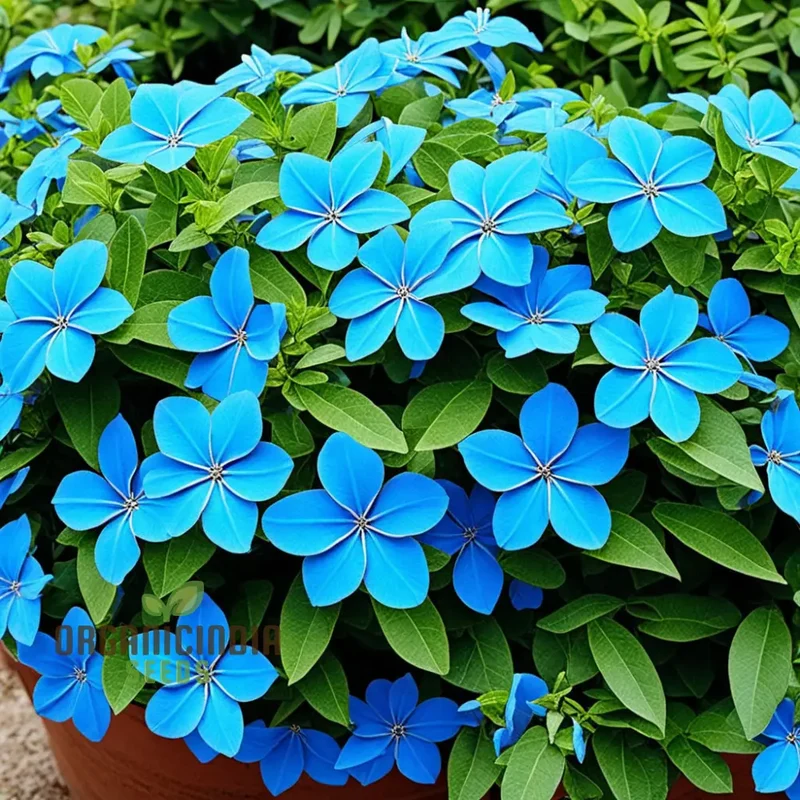 Blue Cape Plumbago Flower Seeds - Perennial Leadwort Leadplant Plumbago Seeds, Enhance Your Garden with Stunning Blue Blooms
