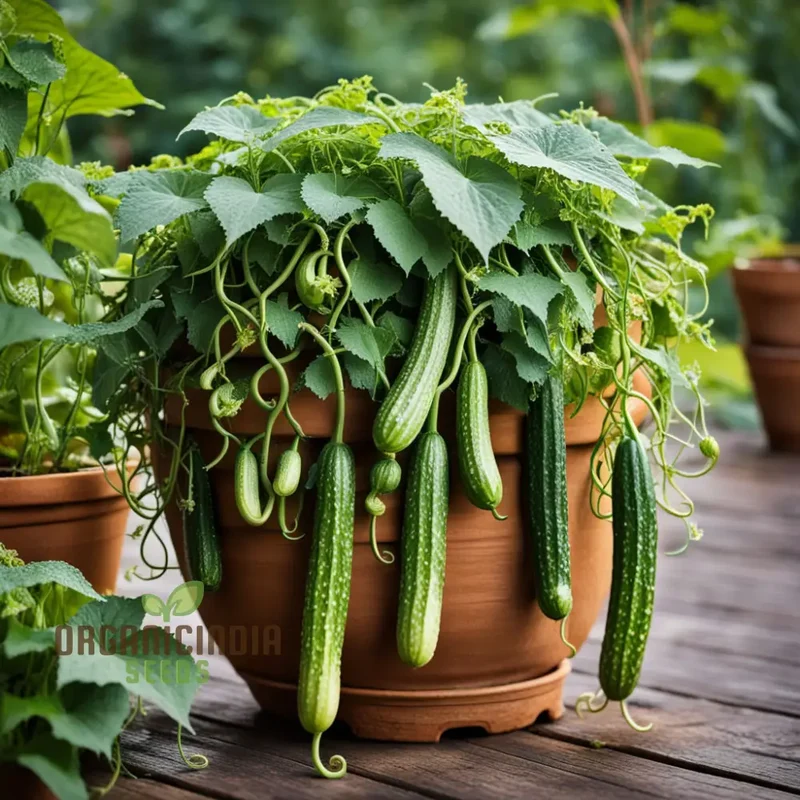 Unleash the Green Dragon Cucumber Seeds for Curcumas Sativus, Transforming Your Garden with Lush Greenery