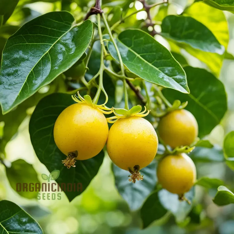 Passion Fruit, Yellow Flavicarpa Variety Garden Plant(1 Healthy Live Plant) Fruit Seeds
