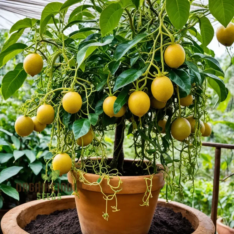 Passion Fruit, Yellow Flavicarpa Variety Garden Plant(1 Healthy Live Plant) Fruit Seeds