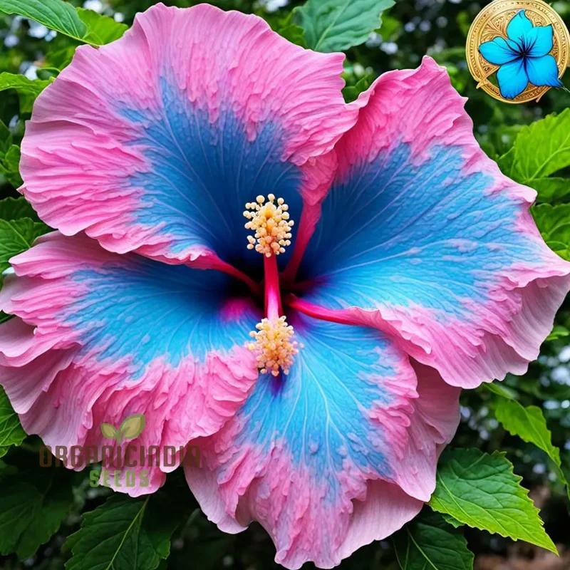 Blue Pink Hibiscus Flower Seeds - Rare Color, Hardy - Perennial Giant Flower Tropical Flower Seeds