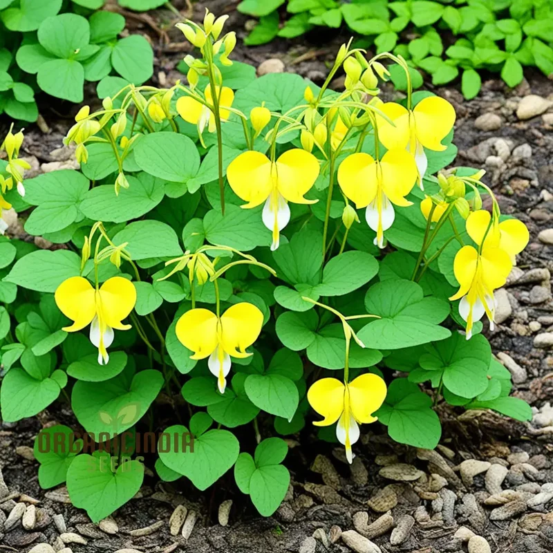 Buy Dicentra Spectabilis Seeds Premium Bleeding Heart Seeds for Beautiful Gardens