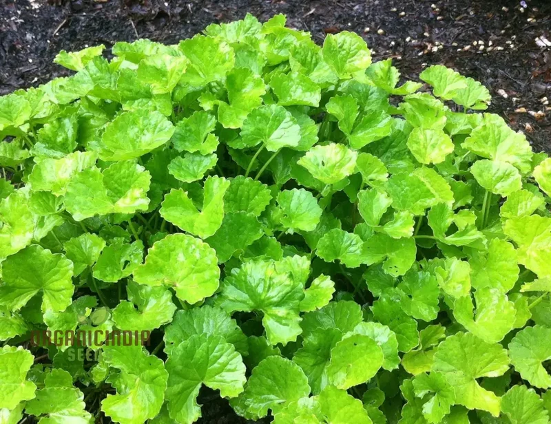 Centella Asiatica Seeds - Cultivate Your Own Medicinal and Nutritious Herb Garden