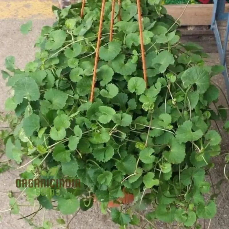 Centella Asiatica Seeds - Cultivate Your Own Medicinal and Nutritious Herb Garden