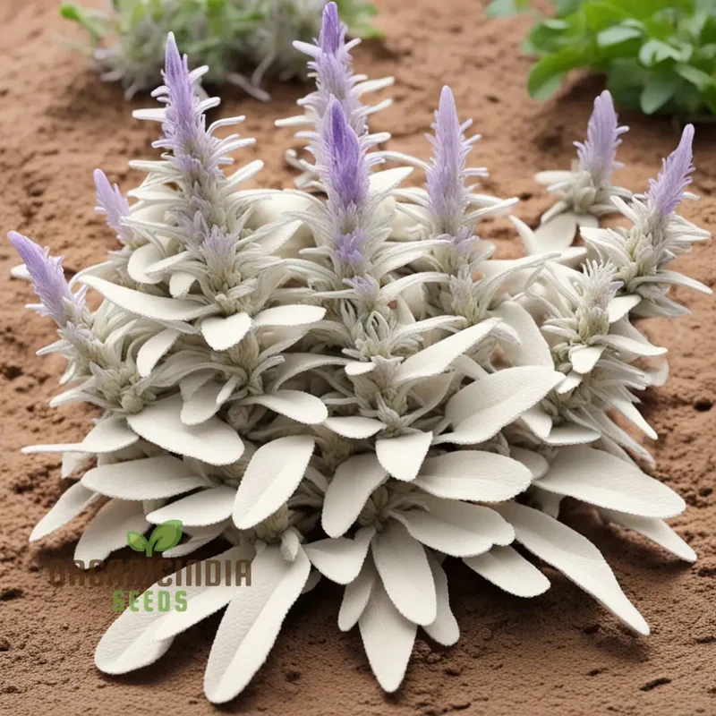 White Sage, Organic Herbs Salvia Apian Rare Perennial (100 Seeds)
