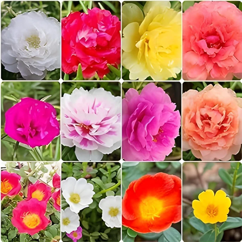 Moss Rose Portola Turquoise Seeds – Drought-Tolerant Ground Cover for Gardens