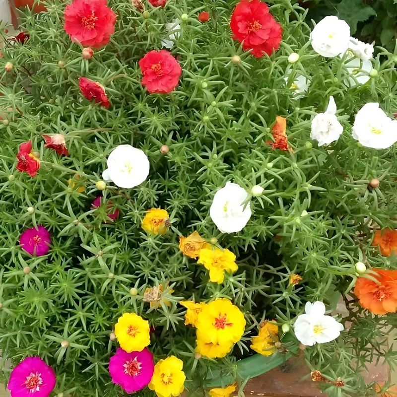 Moss Rose Portola Turquoise Seeds – Drought-Tolerant Ground Cover for Gardens