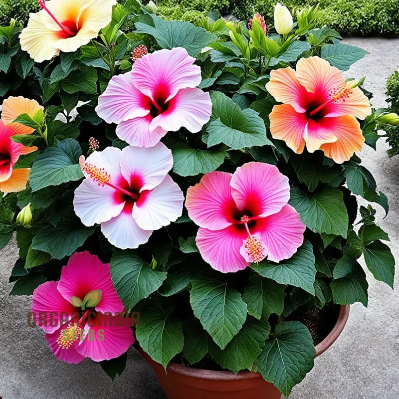 Hibiscus Flower Seeds – Hardy Blooming Variety for Year-Round Color and Stunning DIY Home Garden Displays
