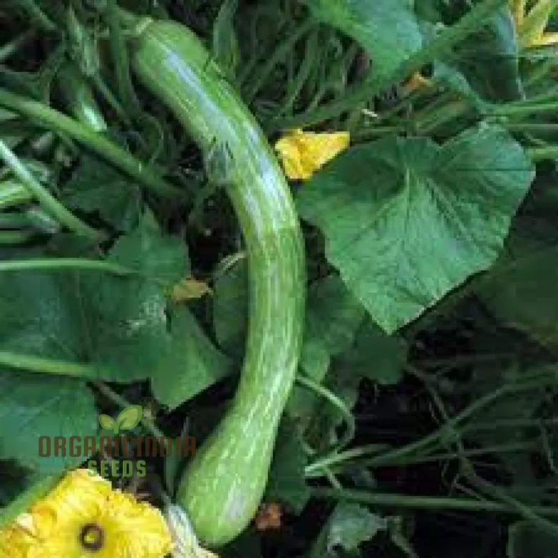 Courgetti Tromboncino Creeper Seeds For Planting Italian Trombone Squash Plant Seeds